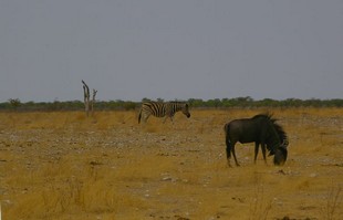 680 Namibia Okt 2006 Gnu.JPG